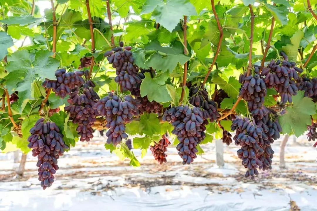 伟易博(中国区)官方网站