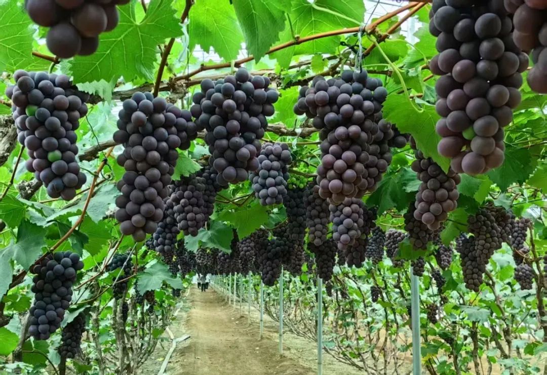 伟易博(中国区)官方网站