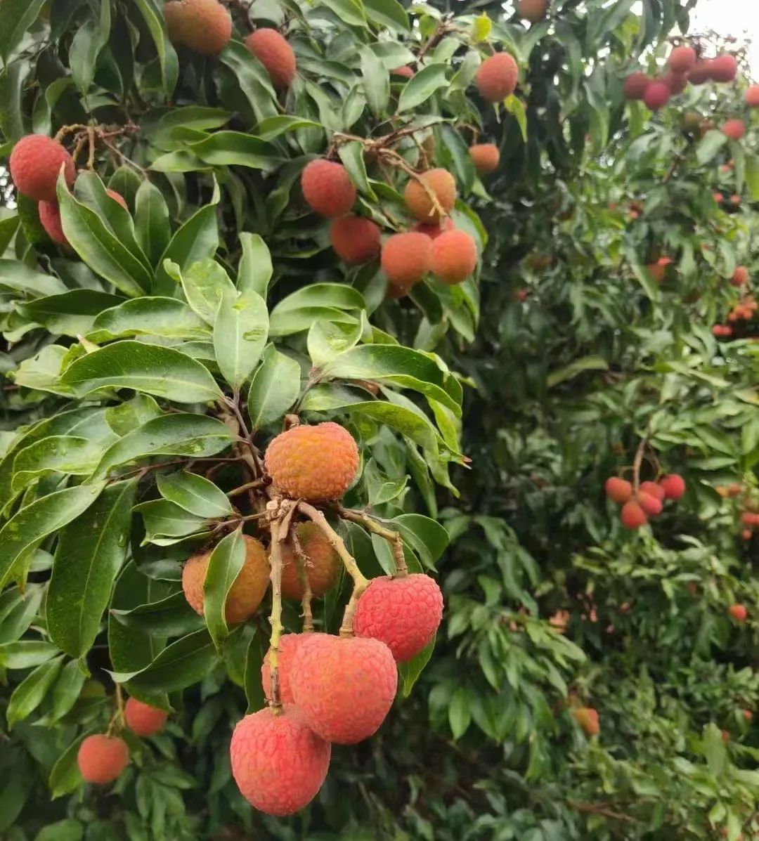 伟易博(中国区)官方网站